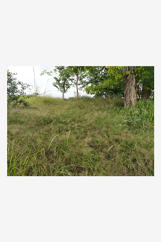 自然清新的草地与树木-众图网