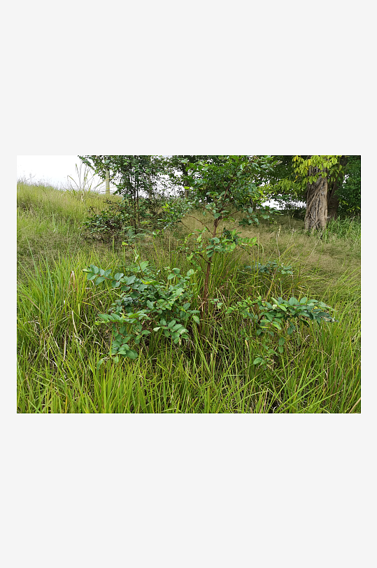 自然清新的草地与树木-众图网