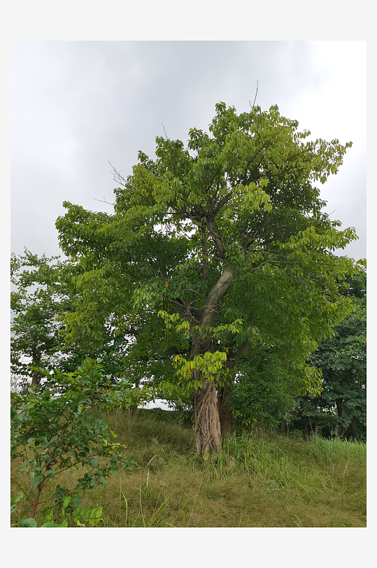自然清新的草地与树木-众图网