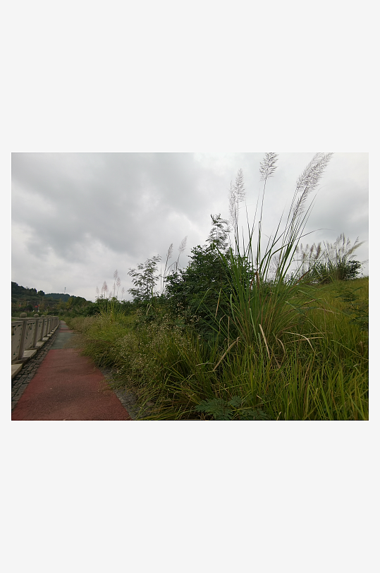 城郊杂草人生的荒芜场景-众图网