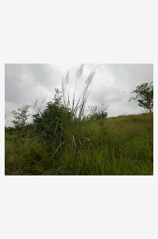 自然清新的草地与树木-众图网