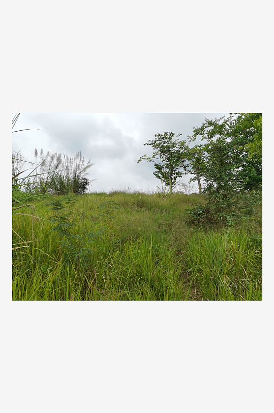 自然清新的草地与树木-众图网