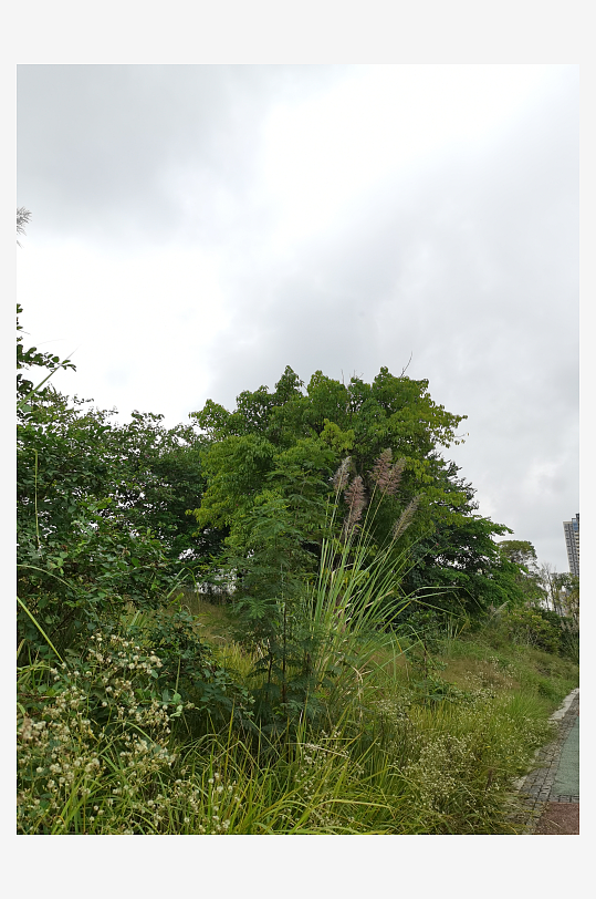 自然清新的草地与树木-众图网