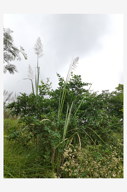 自然清新的草地与树木-众图网