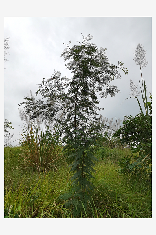 自然清新的草地与树木-众图网