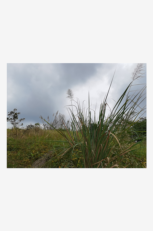 城郊杂草人生的荒芜场景-众图网