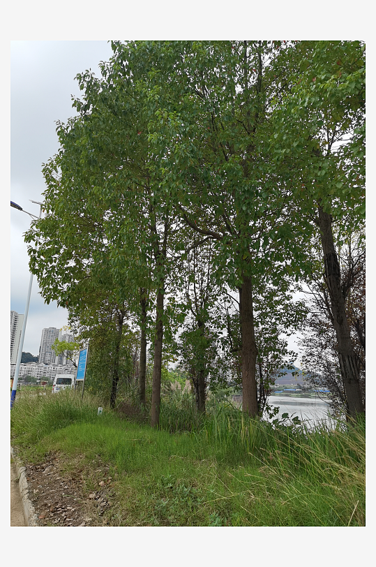 城郊高大树木与草丛-众图网