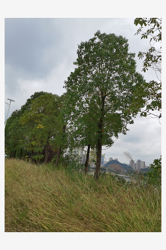 城郊高大树木与草丛-众图网