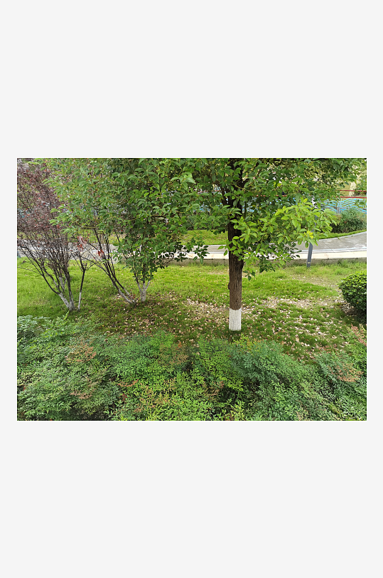 繁茂绿植美化城市环境-众图网