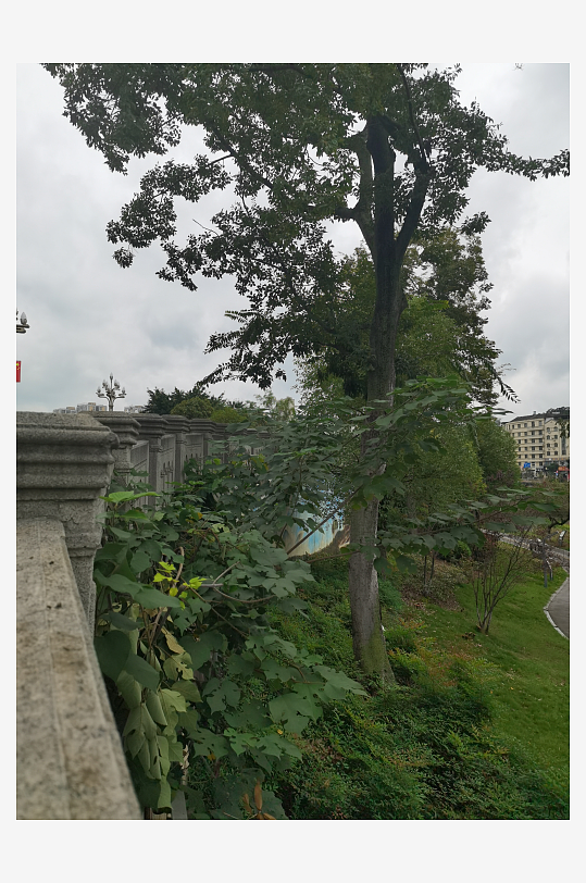 繁茂绿植美化城市环境-众图网