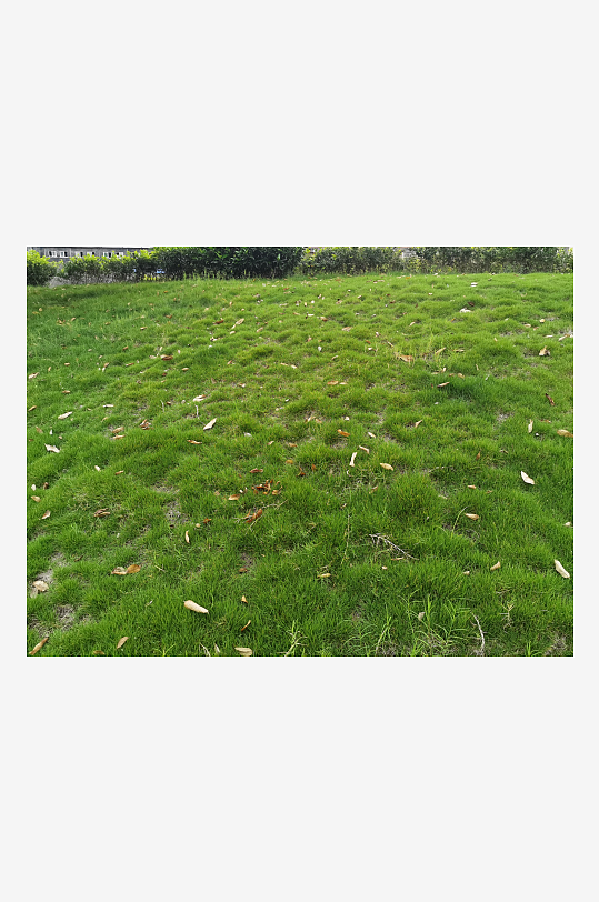 繁茂绿植美化城市环境-众图网