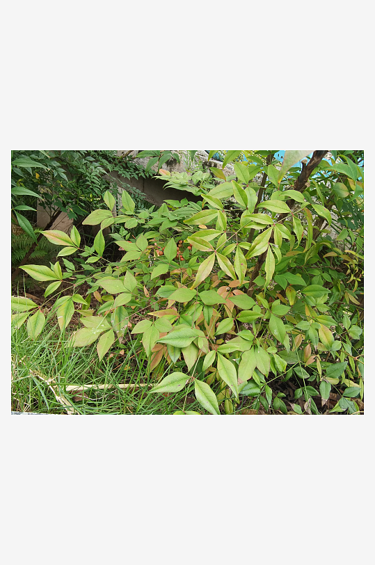 繁茂绿植美化城市环境-众图网