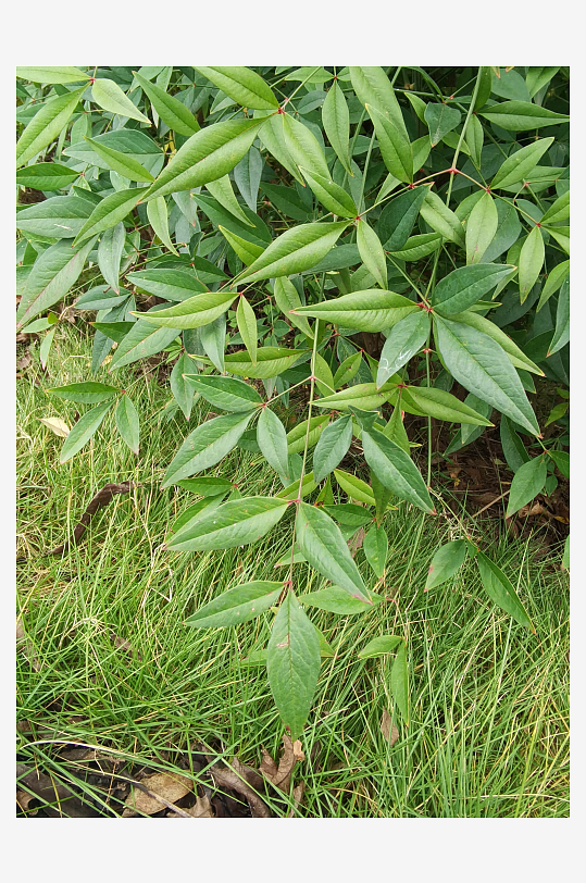 繁茂绿植美化城市环境-众图网