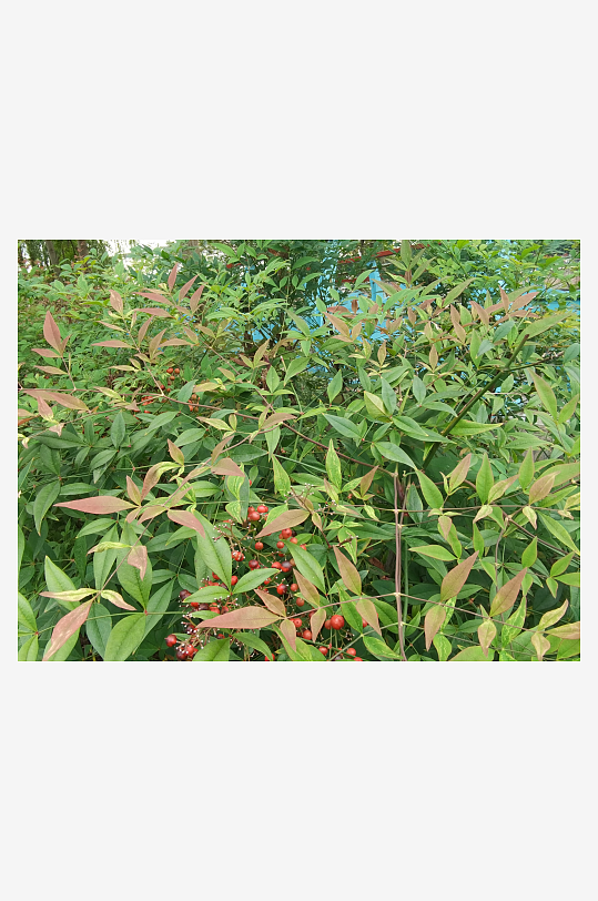 繁茂绿植美化城市环境-众图网