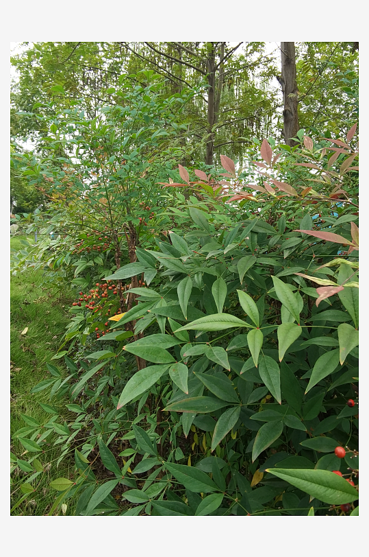 繁茂绿植美化城市环境-众图网