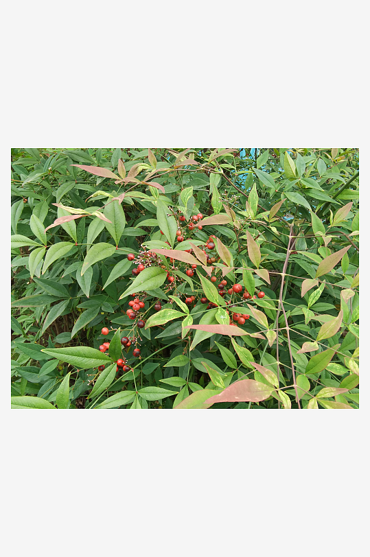 繁茂绿植美化城市环境-众图网