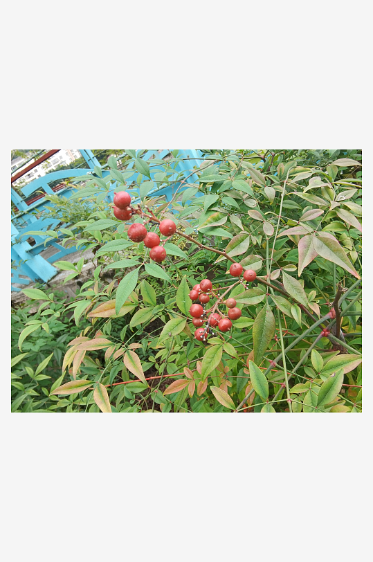 繁茂绿植美化城市环境-众图网