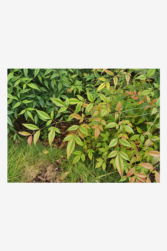 繁茂绿植美化城市环境-众图网