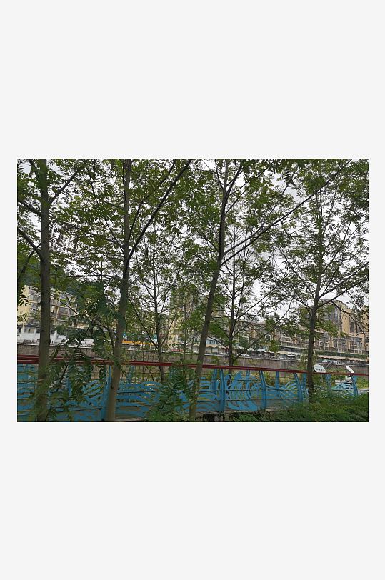 繁茂绿植美化城市环境-众图网