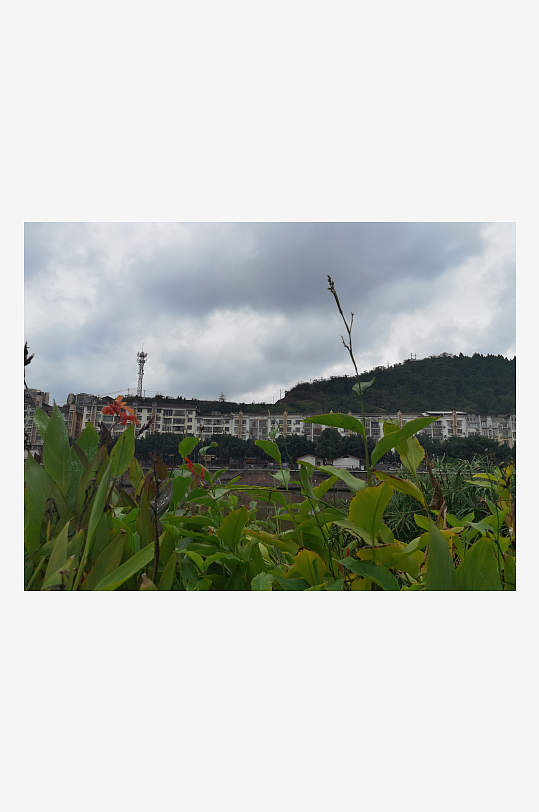 城市河畔生机勃勃的美人蕉-众图网