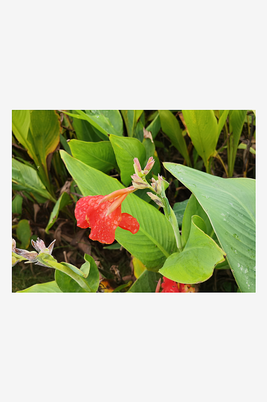 城市河畔生机勃勃的美人蕉-众图网