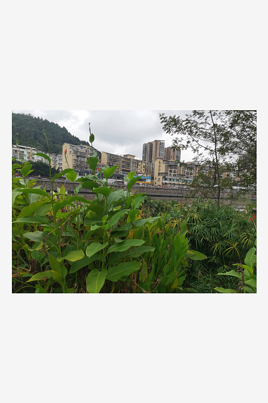 城市河畔生机勃勃的美人蕉-众图网