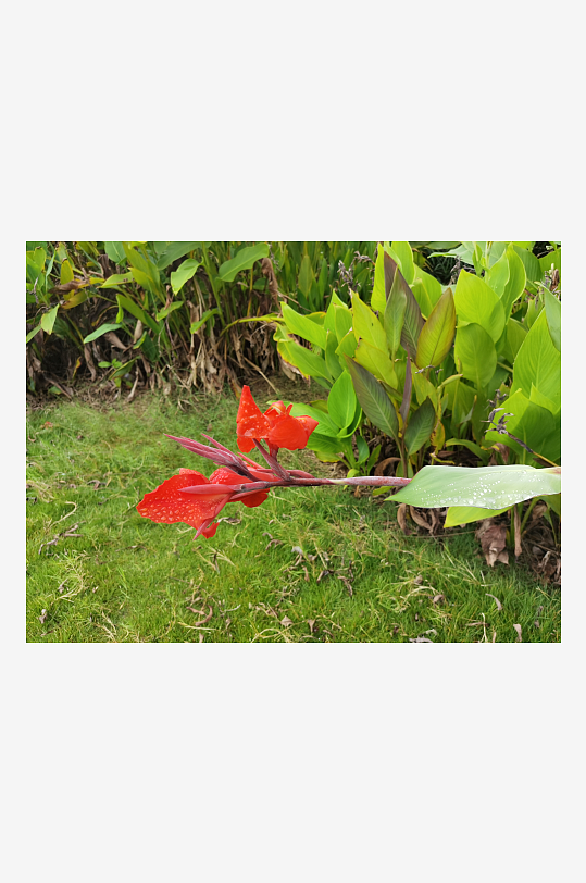 城市河畔生机勃勃的美人蕉-众图网