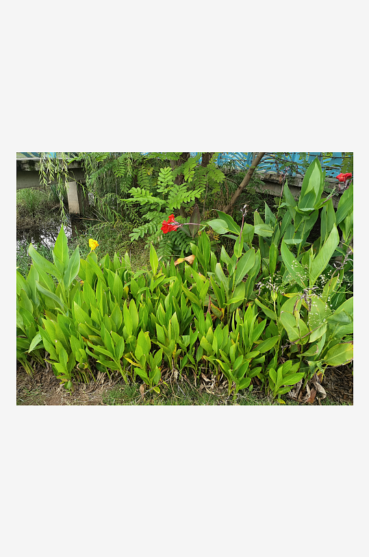 城市河畔生机勃勃的美人蕉-众图网