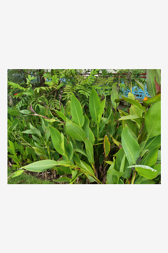 城市河畔生机勃勃的美人蕉-众图网