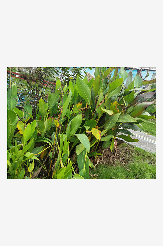 城市河畔生机勃勃的美人蕉-众图网