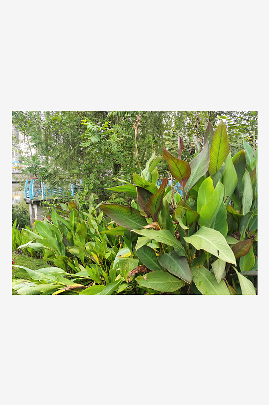 河畔生机勃勃的美人蕉植株-众图网