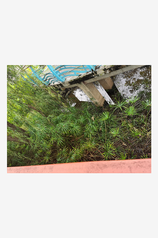 户外繁茂清新的绿植-众图网