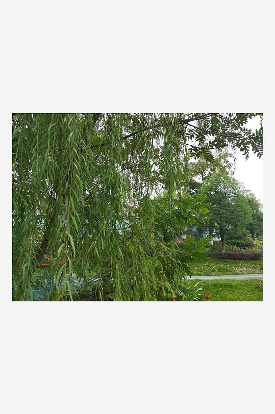 户外繁茂清新的绿植-众图网