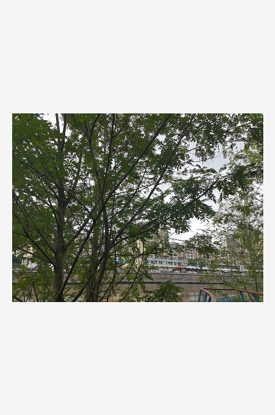 户外繁茂清新的绿植-众图网