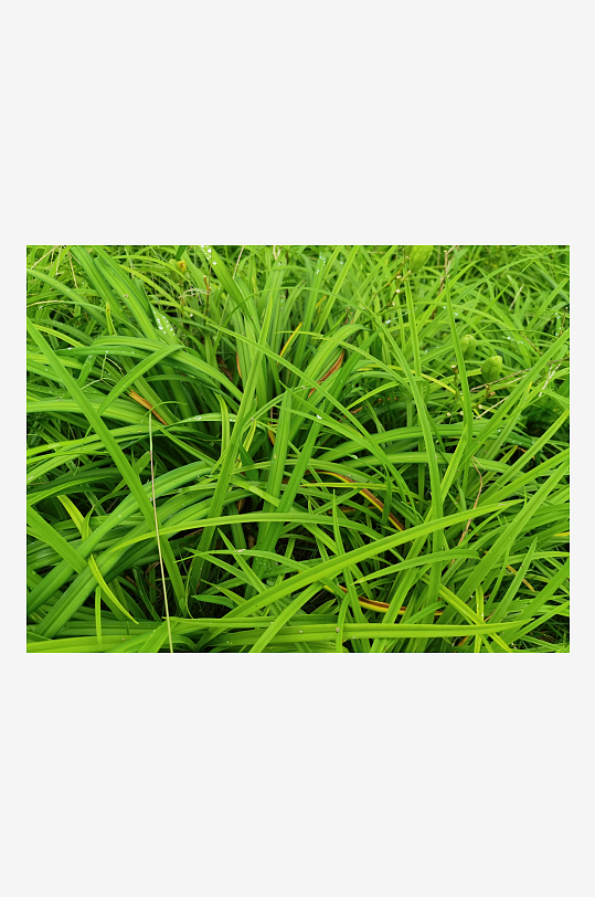 河畔繁茂生长的萱草-众图网