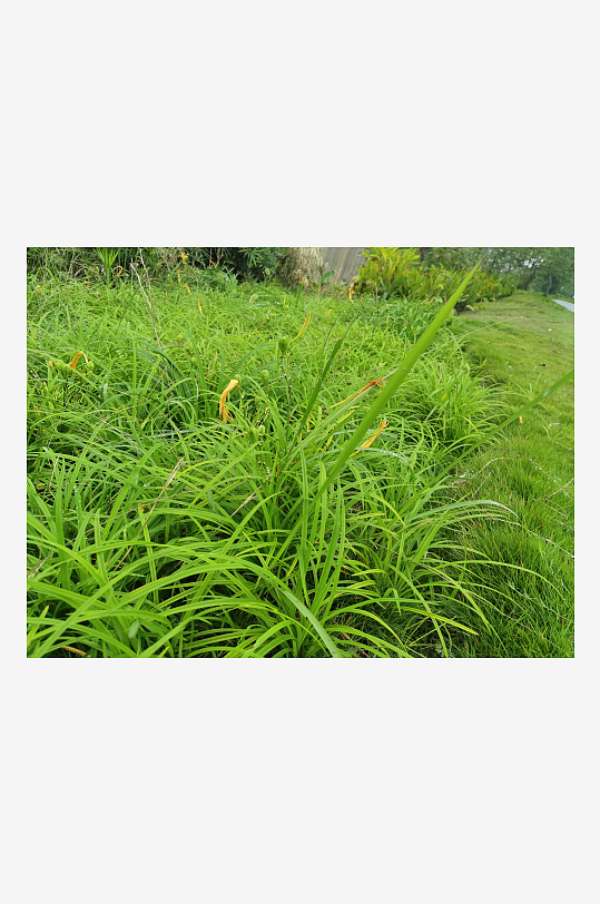 河畔繁茂生长的萱草-众图网