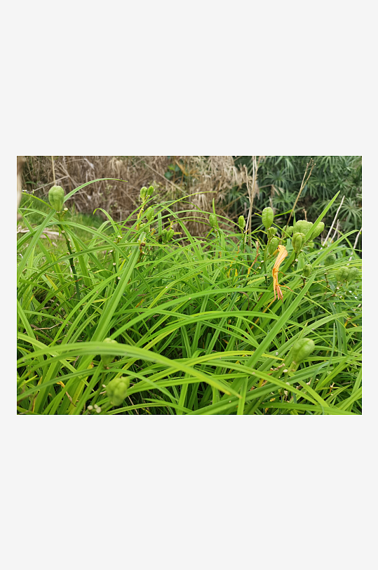 河畔繁茂生长的萱草-众图网