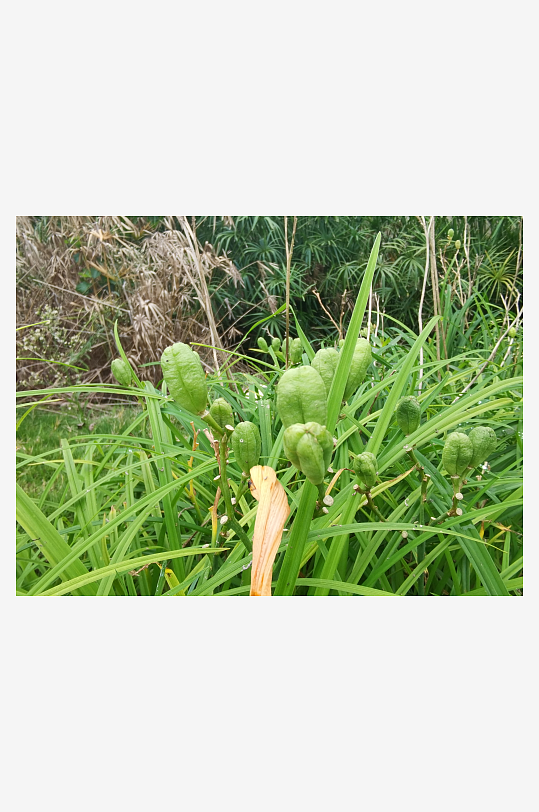 河畔繁茂生长的萱草-众图网