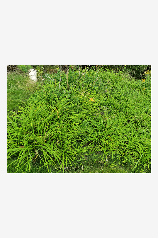 河畔繁茂生长的萱草-众图网