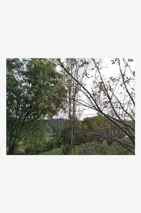 户外森林公园生态环境-众图网