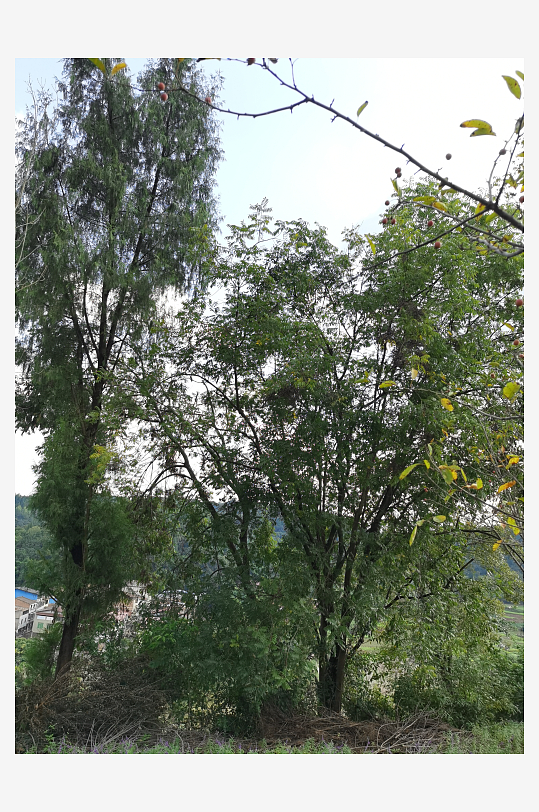 户外森林公园生态环境-众图网