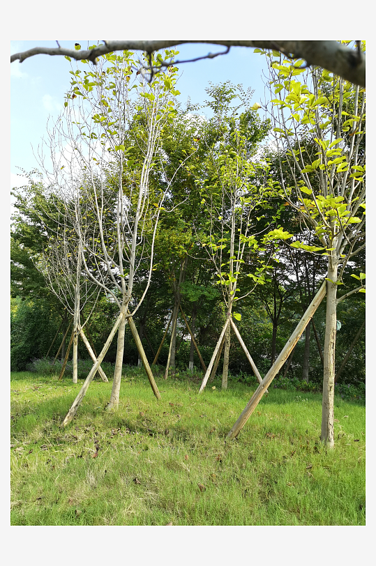 森林公园自然风光-众图网