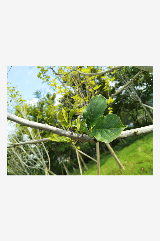 森林公园自然风光-众图网