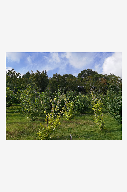 森林公园生态环境-众图网