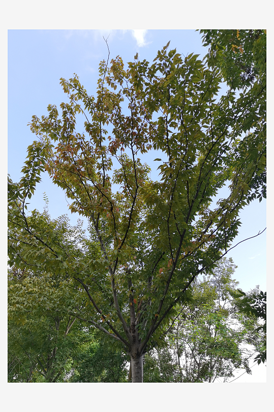 翠绿清新植物繁茂生长-众图网
