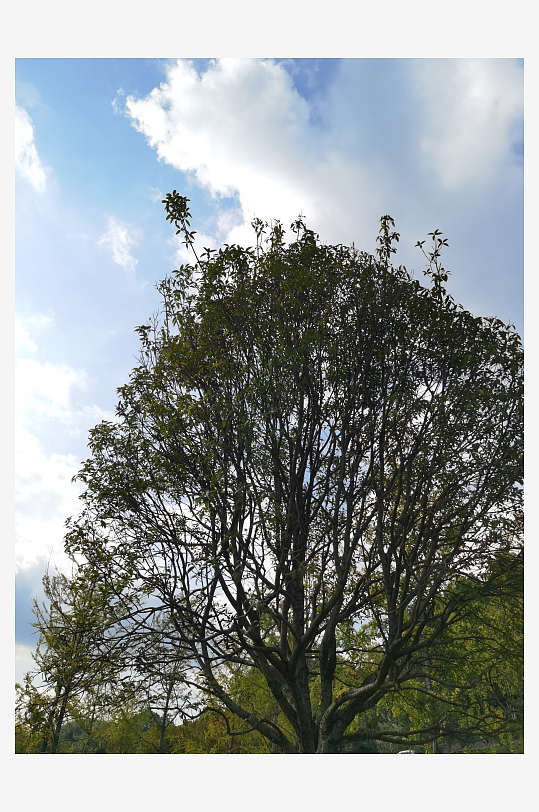 翠绿清新植物繁茂生长-众图网