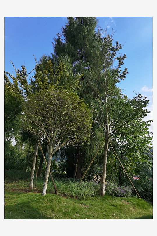 清新宜人的生态公园-众图网