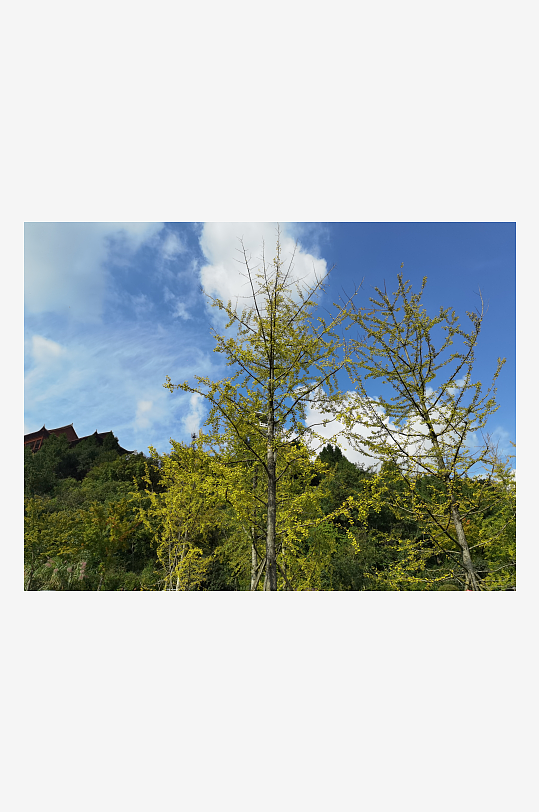 晴朗天空与繁茂树冠-众图网