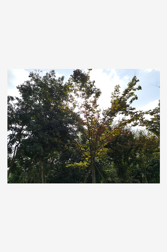 晴朗天空与繁茂树冠-众图网