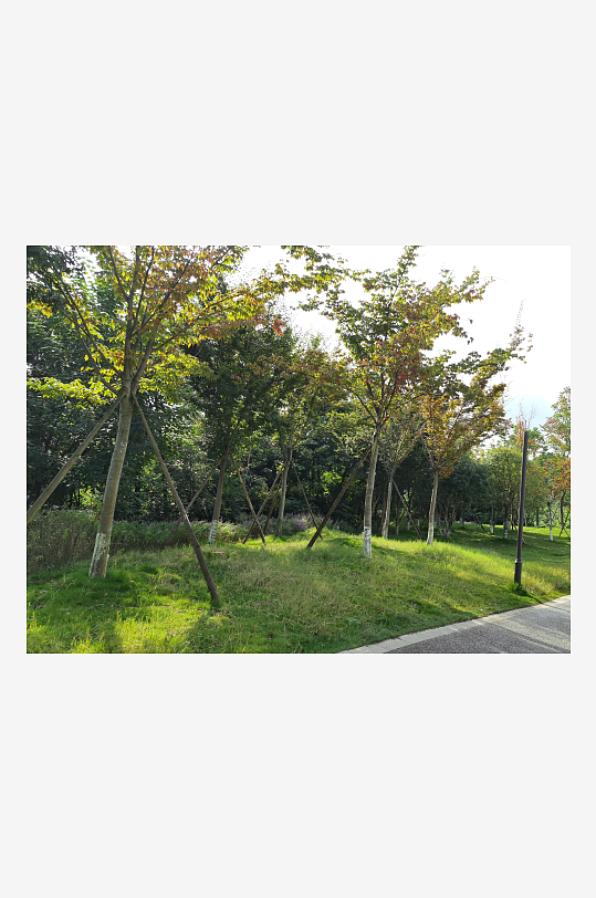 绿意盎然的生态公园-众图网